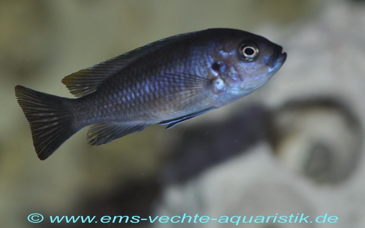 Cynotilapia aurifrons 'Luwino Reef'